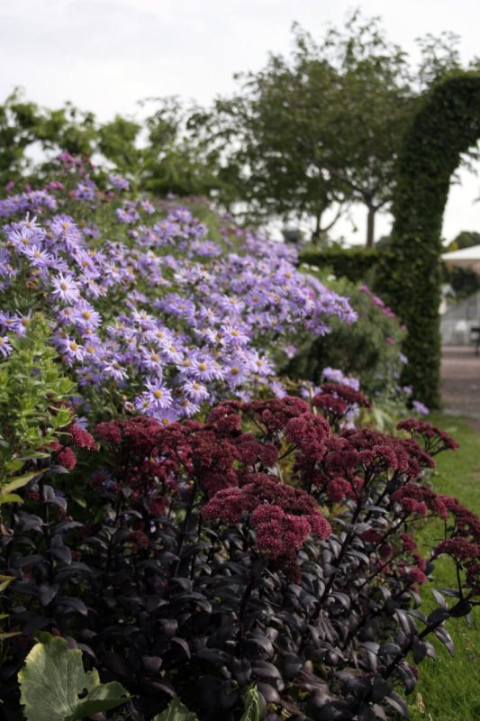 Höstaster: bästa höstblommaren! - Algomin