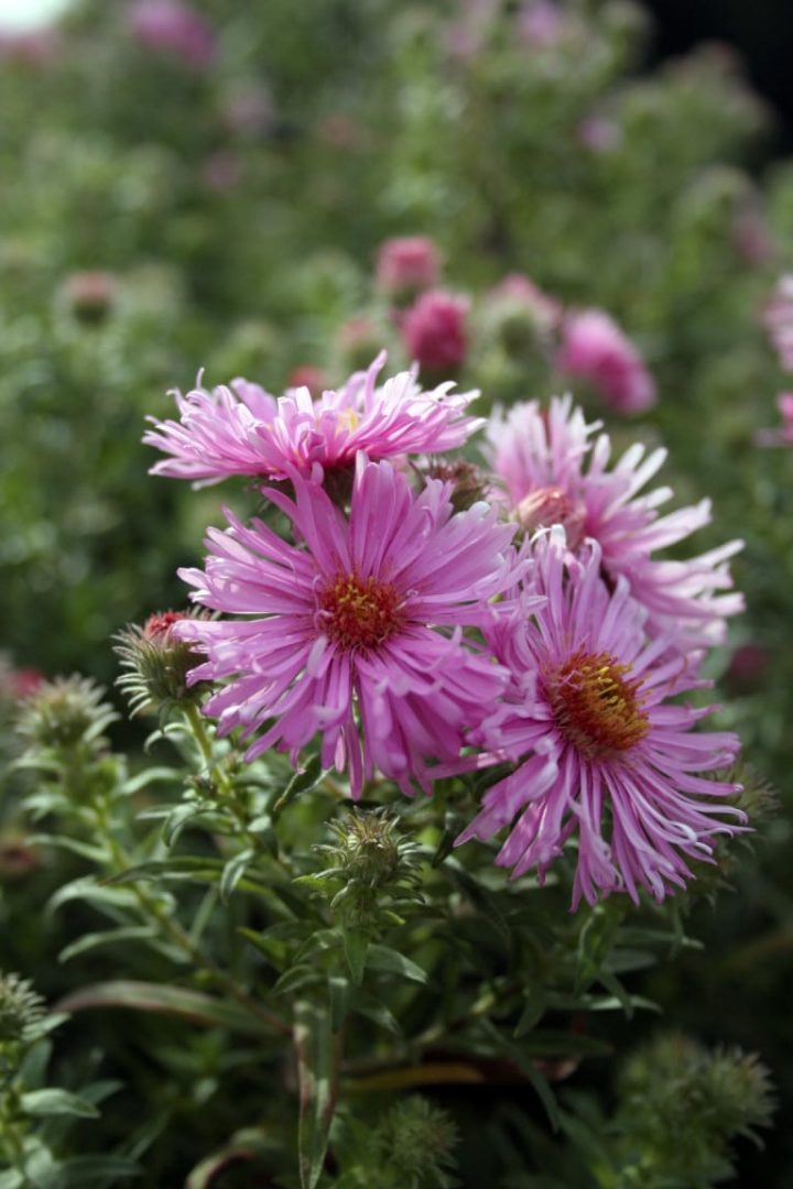 Höstaster: bästa höstblommaren! - Algomin