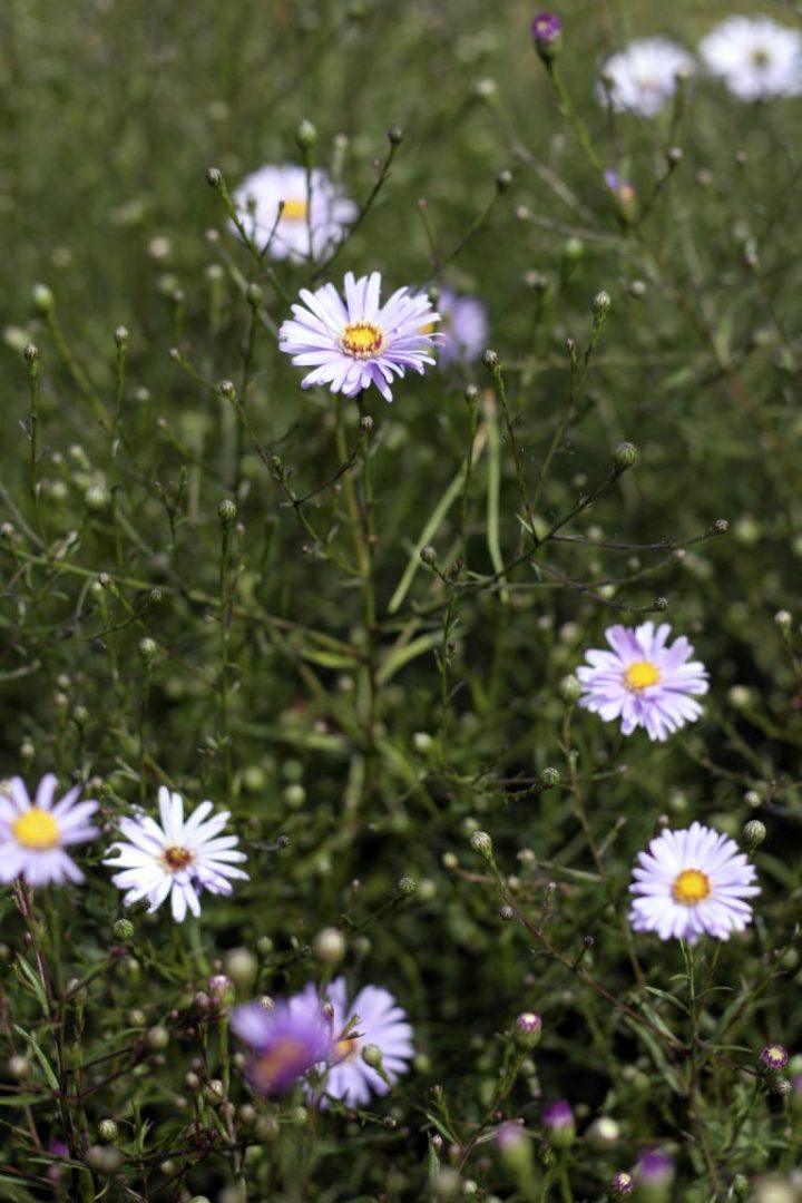 Höstaster: bästa höstblommaren! - Algomin